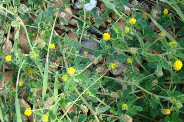 Beach flora and flower walks | Friends of Shoreham Beach ...