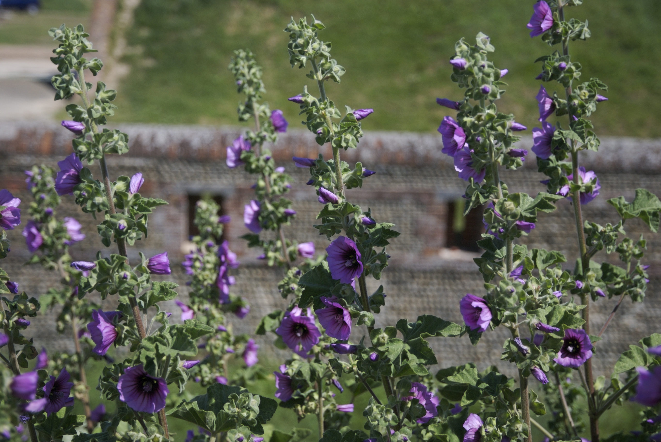 lnr-plant-of-the-week-tree-mallow-friends-of-shoreham-beach-local