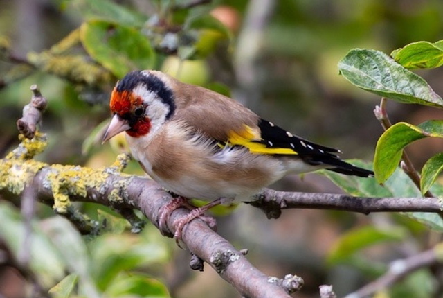 Goldfinch