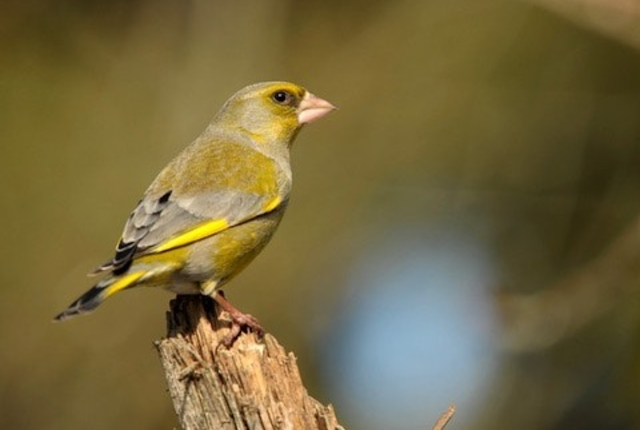 Greenfinch