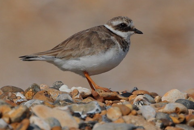 Ringed Plover