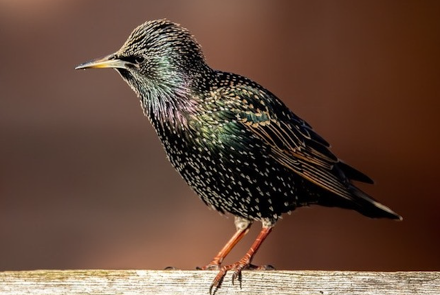 Common Starling