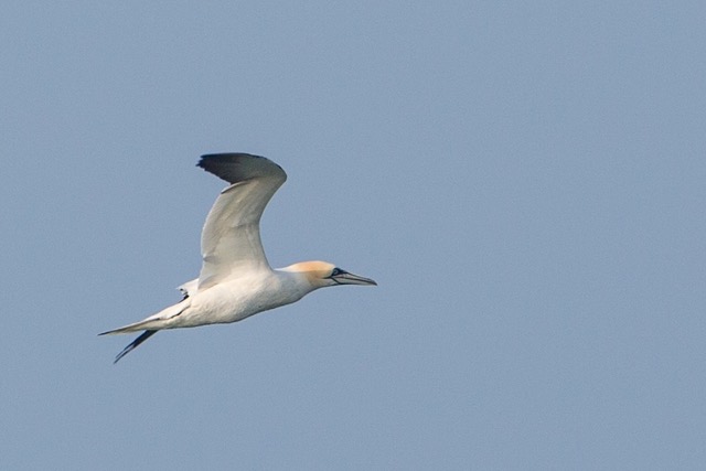 Gannet